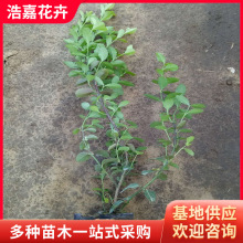张雪峰最新资讯-快科技--科技改变未来(图1)
